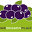 blauwebessen.be FavIcon