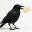 deletterkraai.nl FavIcon