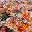elisdelices.com FavIcon