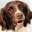 kennel-drentsche-patrijshond.nl FavIcon