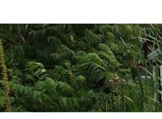 Schermafbeelding van nieuwboerkassenbouw.nl