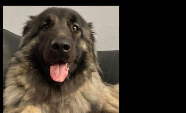 Schermafbeelding van sclunanera.law.blog